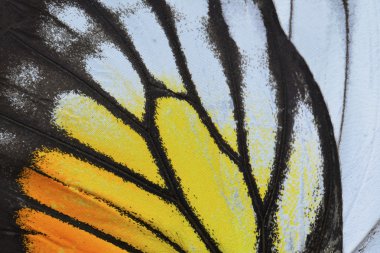 yellow and orange butterfly wing clipart