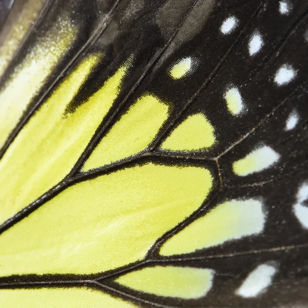 Yellow butterfly wing — Stock Photo, Image