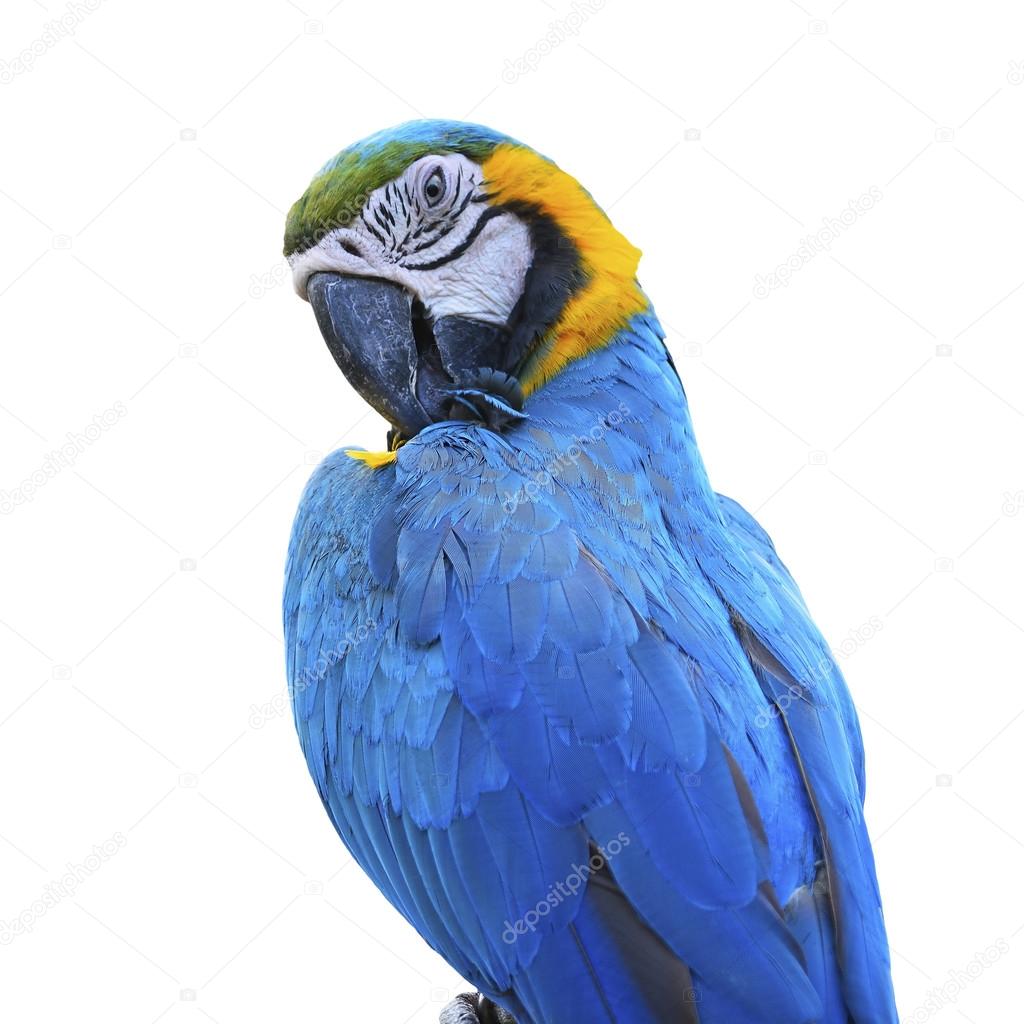 Blue and Gold Macaw isolated