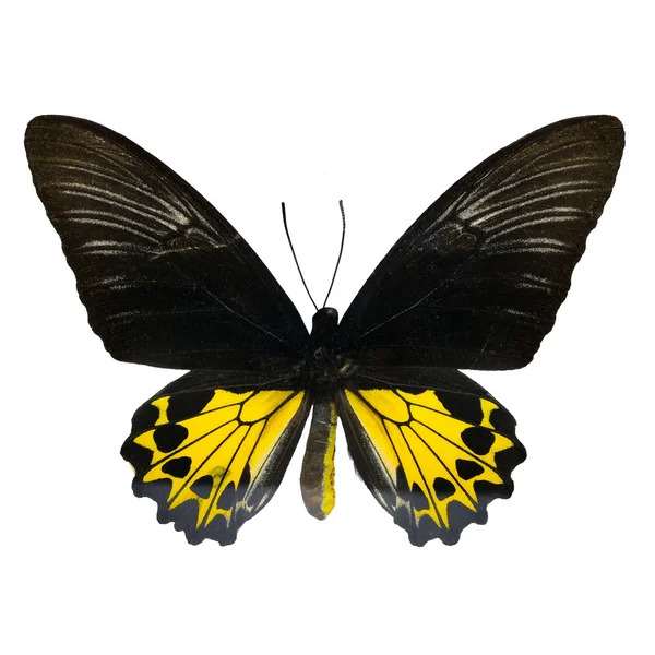 Rajah Brookiana mariposa — Foto de Stock