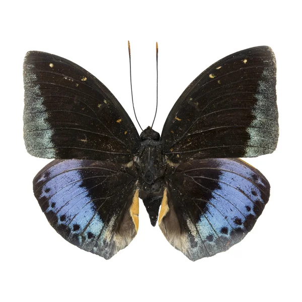 Male Common Archduke — Stock Photo, Image