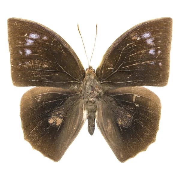 Mariposa Duffer común — Foto de Stock