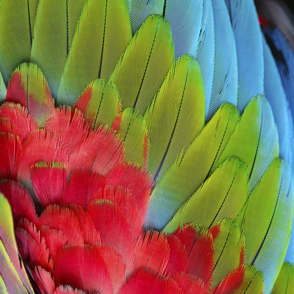 Greenwinged Ara fjädrar mönster — Stockfoto