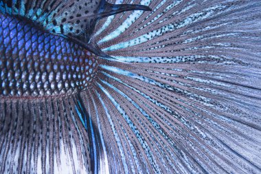 Betta kuyruk balık soyut