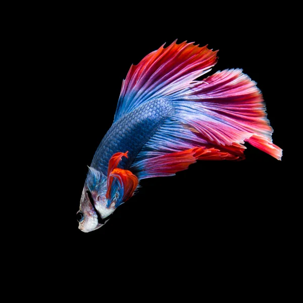 Betta poisson sur noir — Photo