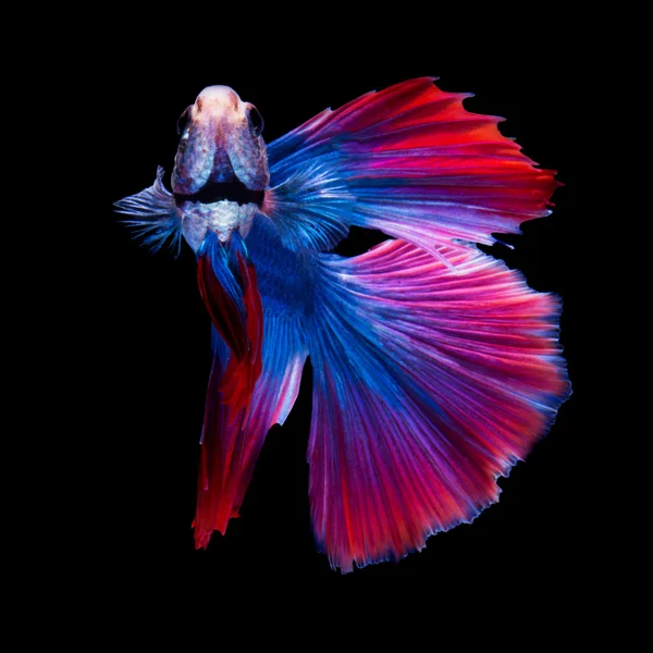 黒地の betta の魚 — ストック写真