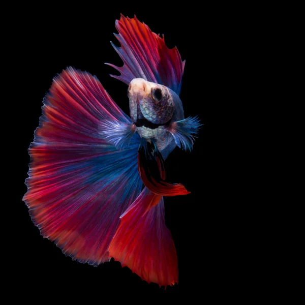 黒地の betta の魚 — ストック写真