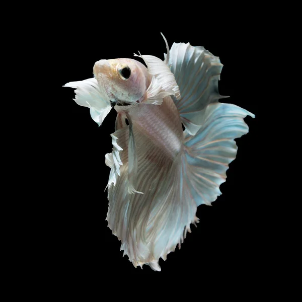 黒地の betta の魚 — ストック写真