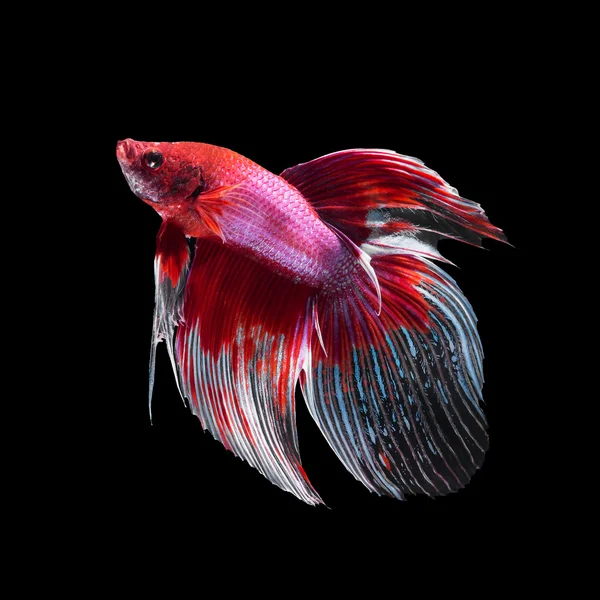 黒地の betta の魚 — ストック写真