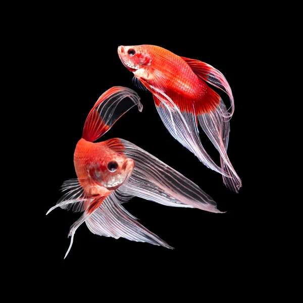 黒地の betta の魚 — ストック写真