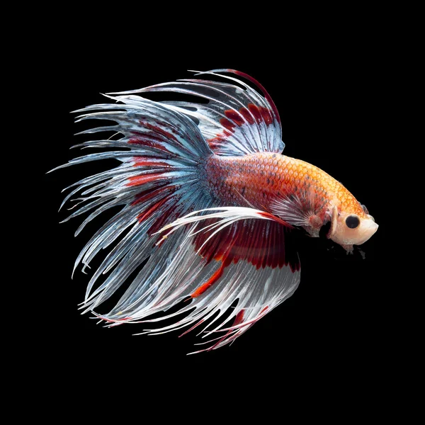 Betta fisk ob svart — Stockfoto