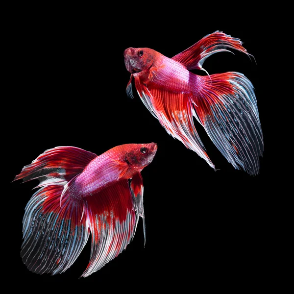 黒地の betta の魚 — ストック写真