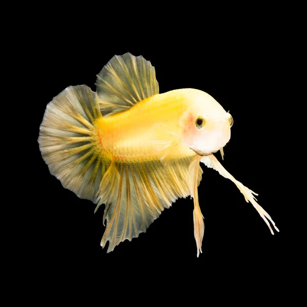 黒地の betta の魚 — ストック写真