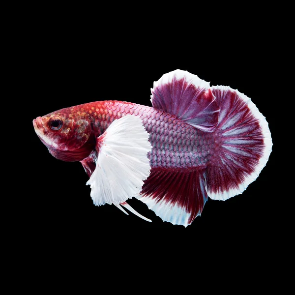 黒地の betta の魚 — ストック写真