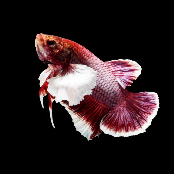 Betta fisk på svart — Stockfoto