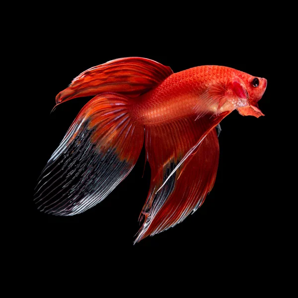 黒地の betta の魚 — ストック写真