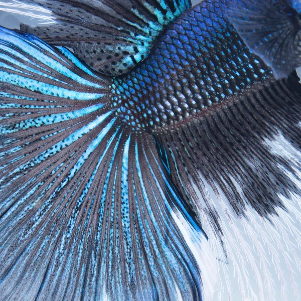 Betta cauda peixe abstrato — Fotografia de Stock