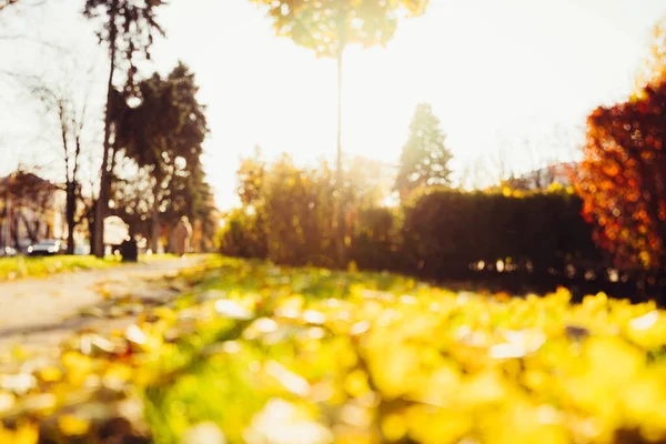 Otoño Callejuela Soleada Las Hojas Través Los Árboles Sol Rompe —  Fotos de Stock