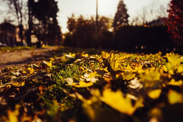 Otoño Callejuela Soleada Las Hojas Través Los Árboles Sol Rompe —  Fotos de Stock