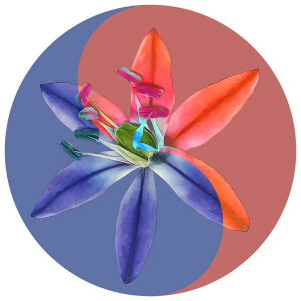 Floral symbol Yin-Yang. Scilla, bluebell. Geometric pattern of Yin-Yang symbol, from plants on colored background in oriental style. Yin Yang symbol from flowers. Flower illustration of mandala.
