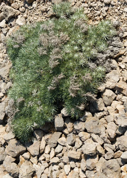 Onosma on rocky limestone slopes of the Crimean Moun