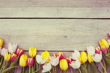 Lale arka plan ve kopya alanı