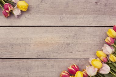 Lale arka plan ve kopya alanı