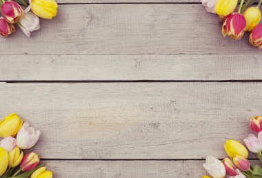 Lale arka plan ve kopya alanı