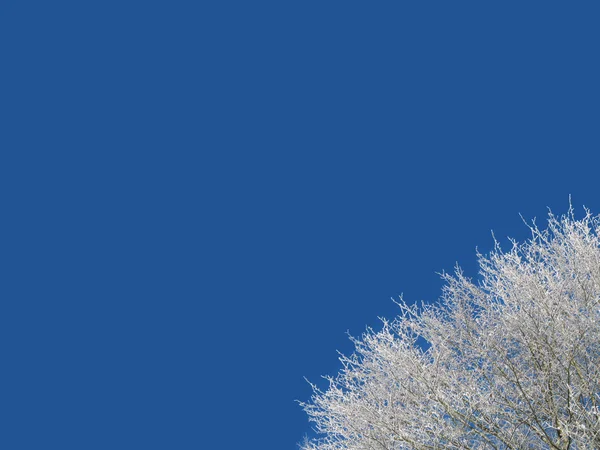 Un albero congelato sfondo cielo blu — Foto Stock