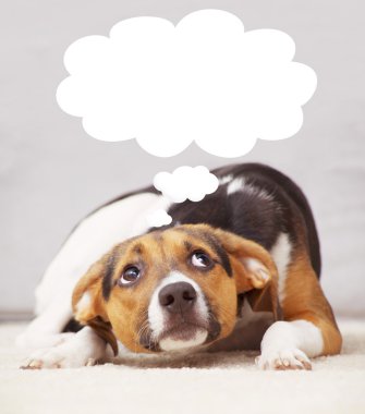 Şirin köpek yavrusu duygu suçlu ve kopya alanı