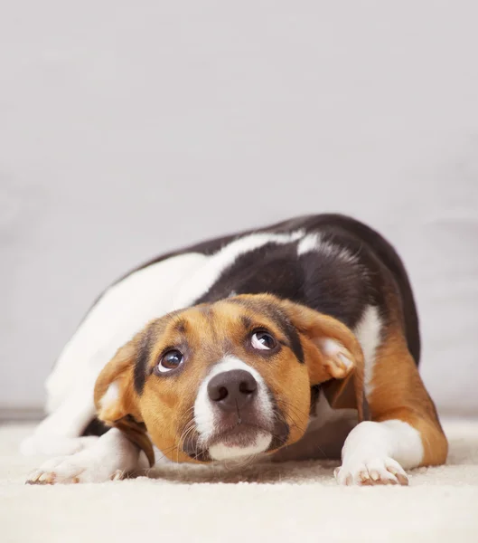 Cute puppy feeling guilty and copy space — Stock Photo, Image