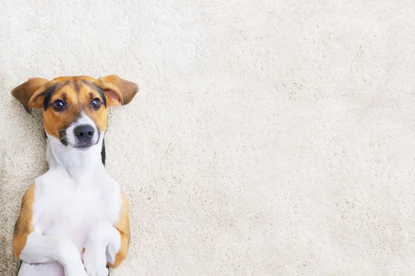 Puppy on a carpet with copy space — Stock Photo, Image