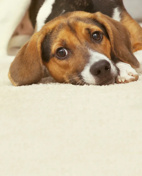 A cute puppy on a carpet with copy space — Stock Photo, Image