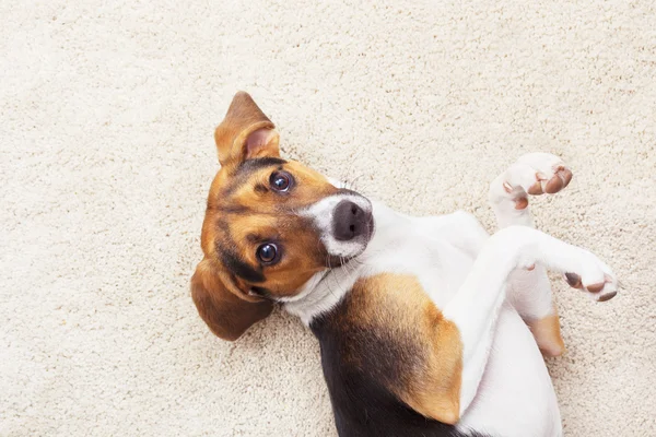 Bir halı üzerinde köpek yavrusu — Stok fotoğraf