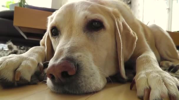Labrador pes relaxační, ležící na podlaze — Stock video