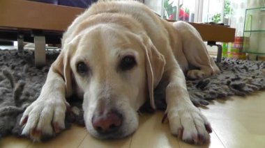 Yerde yatarken rahatlatıcı Labrador köpek