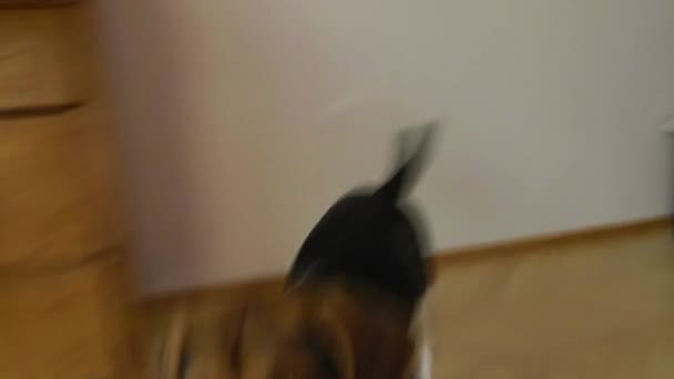 Gekke hond uitgevoerd in het huis — Stockvideo