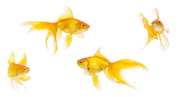 Beautiful goldfish swimming Stock Image