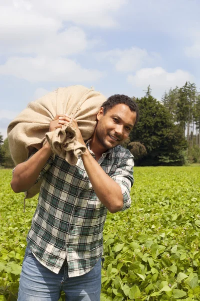 Potato farmer at potato plantation — Stock Photo, Image