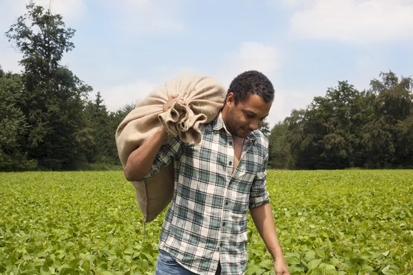 Farmer man at plantation carrying harvest — Stock Photo, Image