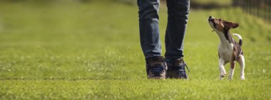 Şirin köpek yavrusu ile oynamak