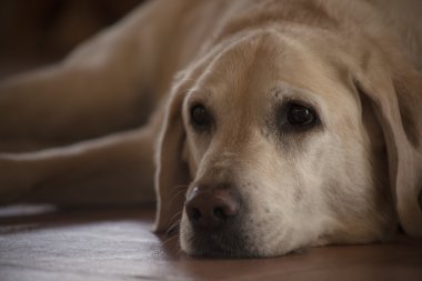 rahat ev içinde sarı labrador