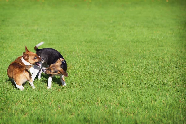 Beagle cachorro de perro Retrato — Foto de Stock