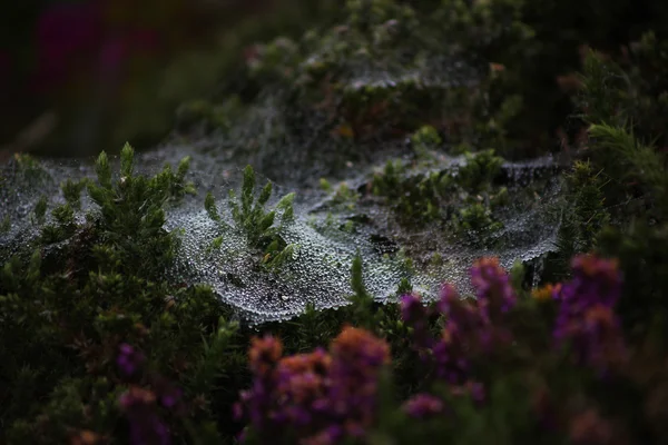 Spinnennetz mit Tautropfen — Stockfoto