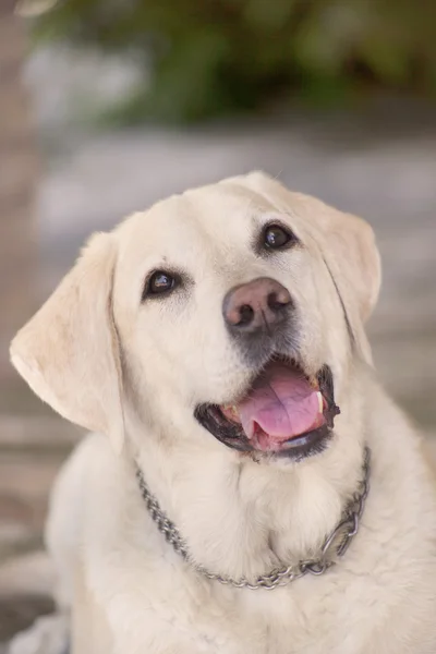 Labrador amarelo alegre lá fora — Fotografia de Stock