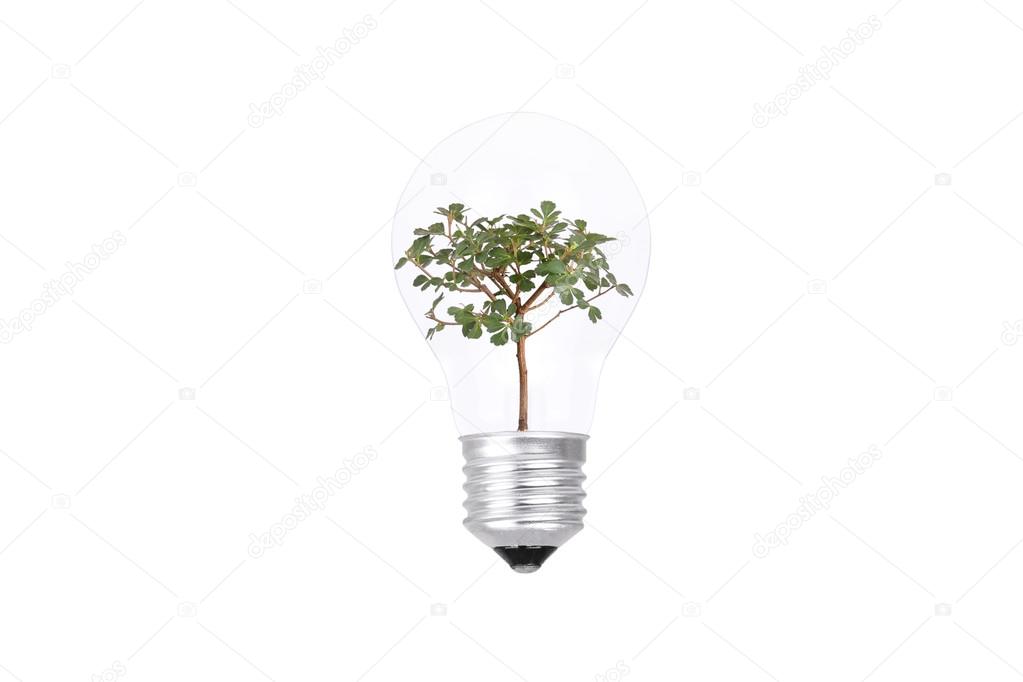 A tree inside a light bulb. Concept