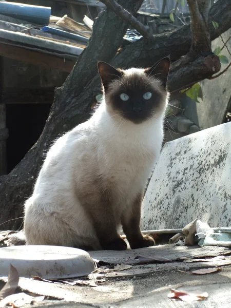 Doğa üzerinde Siyam kedi — Stok fotoğraf