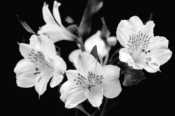 Parlak mavi zemin üzerine beyaz çiçekler Telifsiz Stok Fotoğraflar