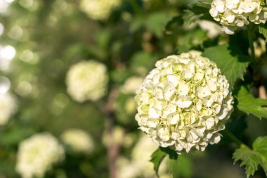 Küresel çiçeklenme dekoratif kartopu