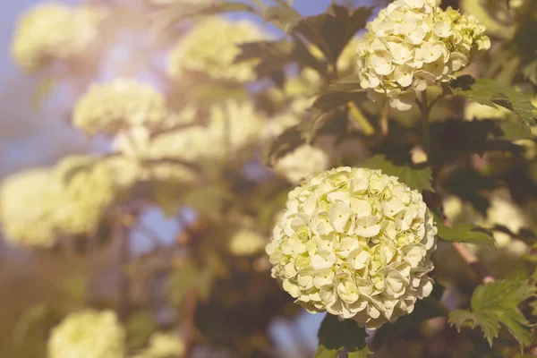 Bolvormige bloeiwijzen decoratieve Viburnum — Stockfoto